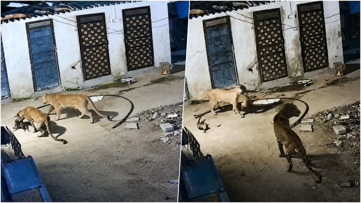Udaipur News: दीवार फांदकर घर में घुसे दो पैंथर, पिल्ले को बनाया शिकार, सीसीटीवी में कैद हुई पूरी घटना