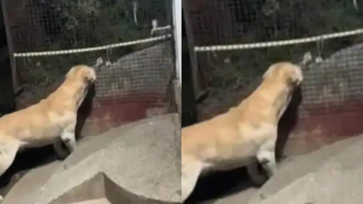 Loyal Dog Tommy Dies After Killing Cobra While Saving His Family video goes viral