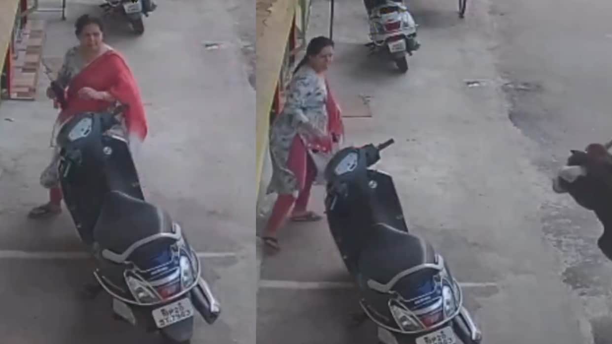 stray bull attack on woman video goes viral on internet