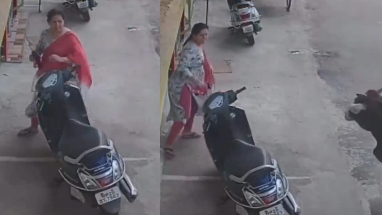 stray bull attack on woman video goes viral on internet