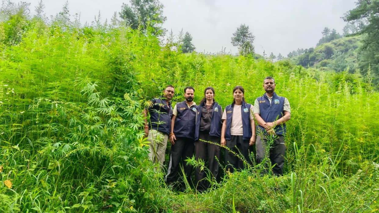 mandi thachi panjai illegal cannabis cultivation stf destroys over two lakh plants