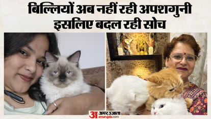 अंतरराष्ट्रीय बिल्ली दिवस