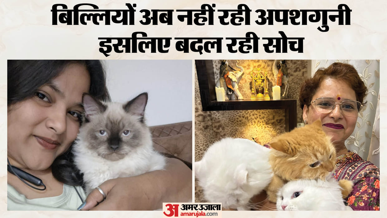 International Cat Day: Once Considered Bad Luck, Cats Now Have Their Own Rooms and Are Cherished as Family Mem
