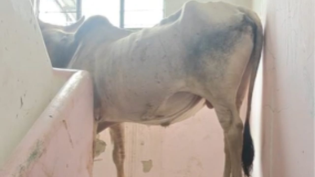 सीढ़ियों पर सांड़