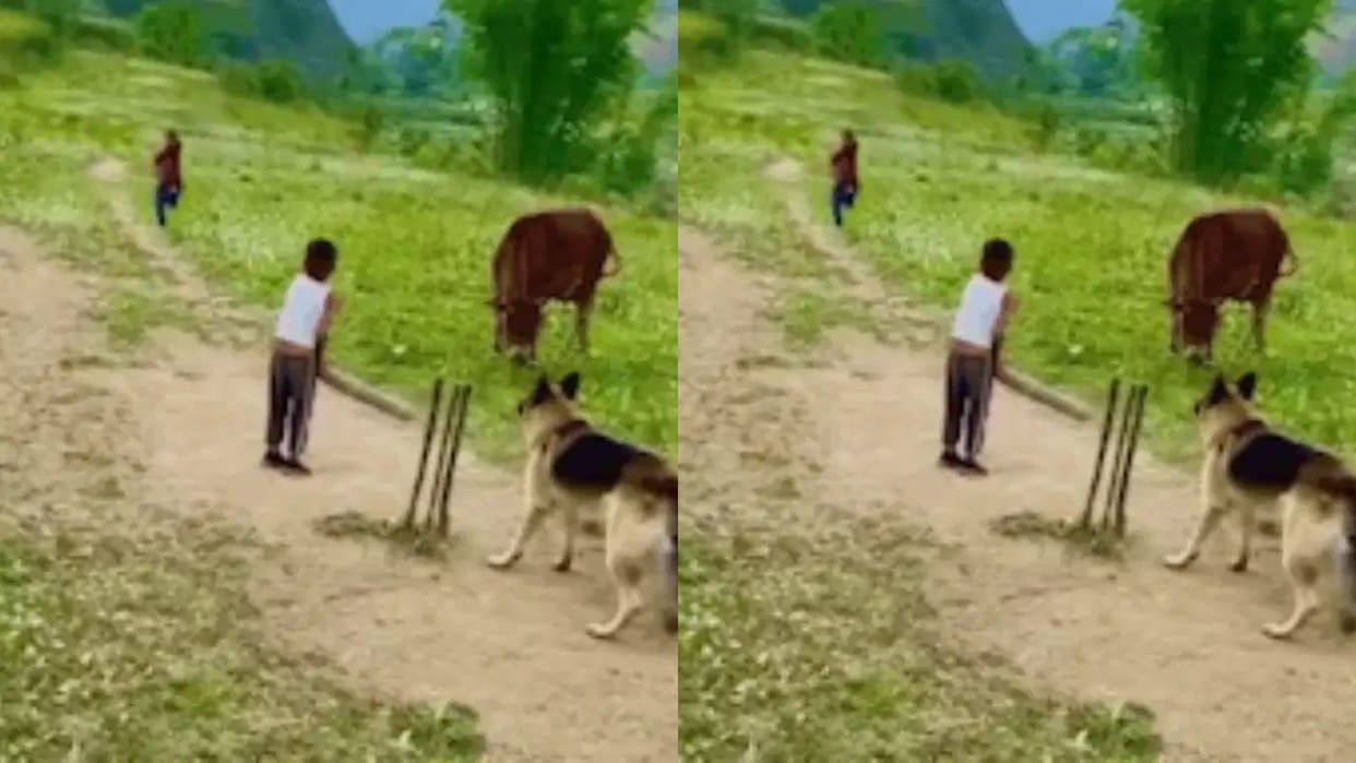 Dogs Join Kids for a Cricket Match in the Hills Their Fielding and Catch Leave the Internet Delighted