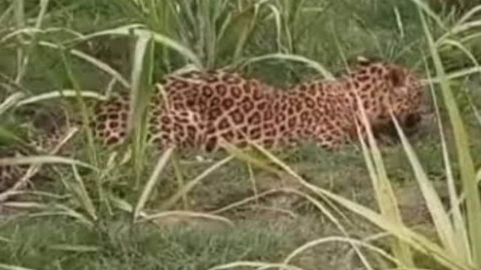 Moradabad: A leopard hunted a horse, dragged it into a field, and mauled its neck and stomach