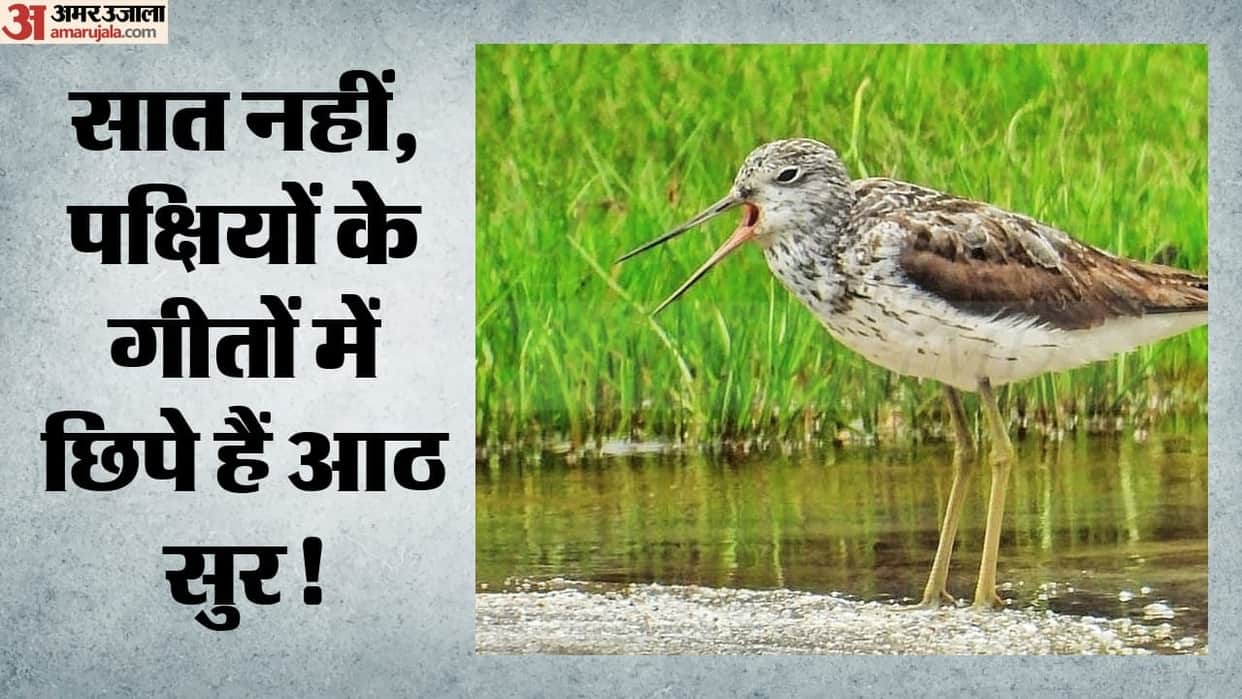 Birds Have Eight Musical Notes, Study of 116,000 Songs Reveals the Secret