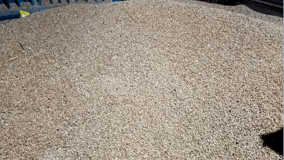 Wet wheat found in ration