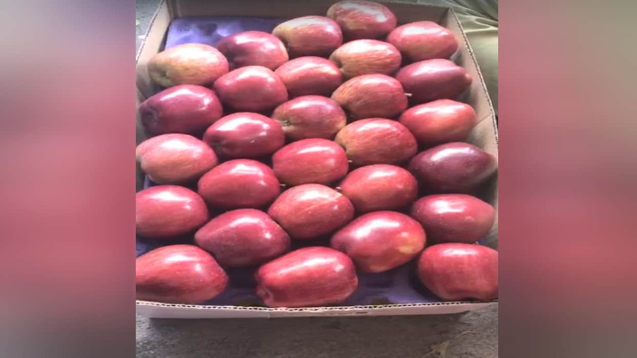 Apple season gains momentum in Rampur; Royal apples fetching ₹2,500 to ₹3,000 per box.