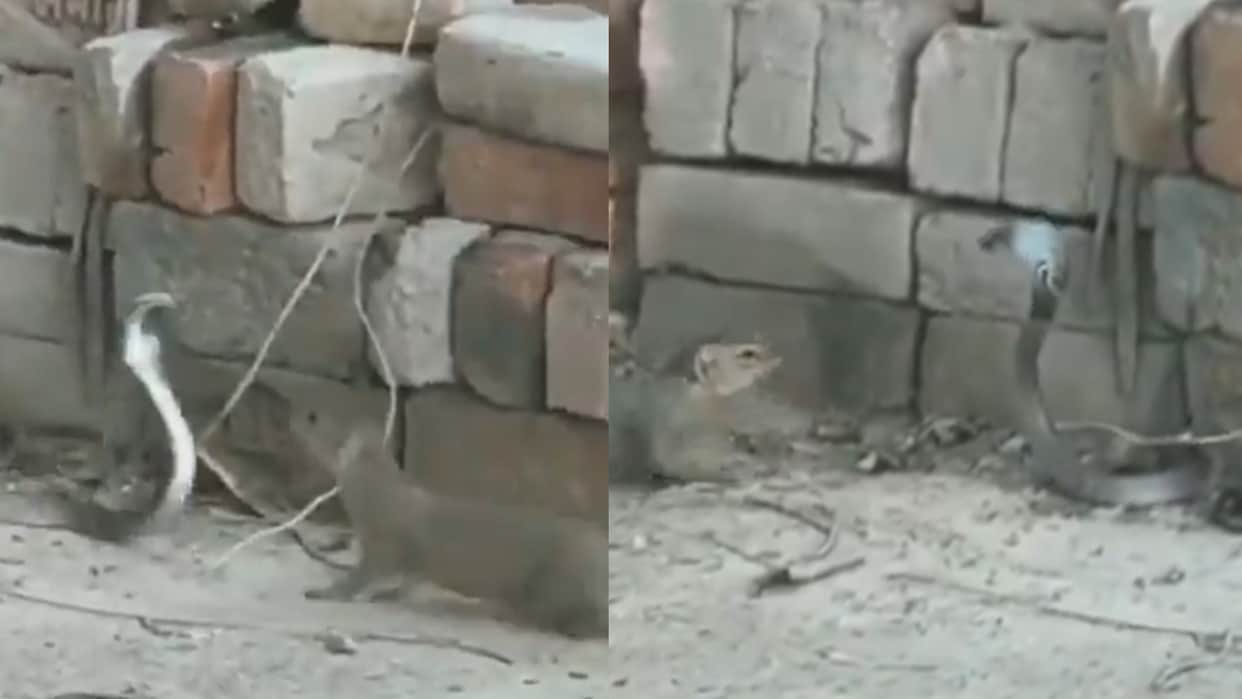 snake and mongoose fight viral video Snake Nevla ki Ladai