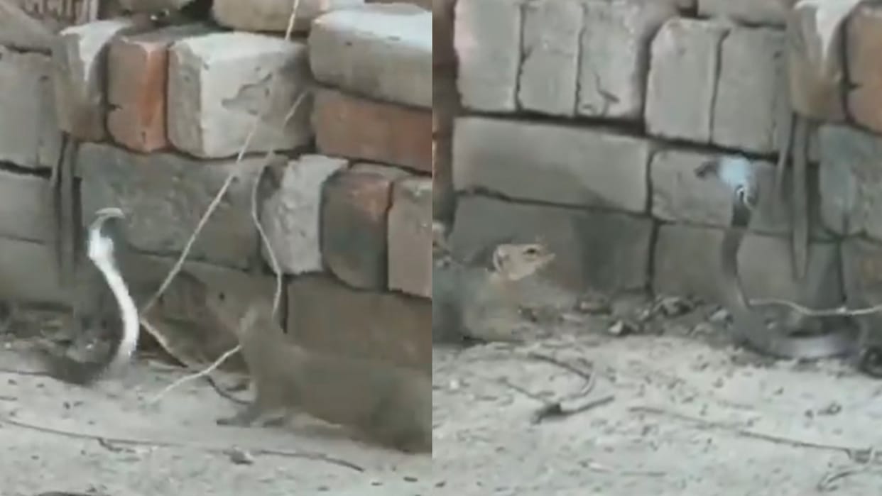 snake and mongoose fight viral video Snake Nevla ki Ladai