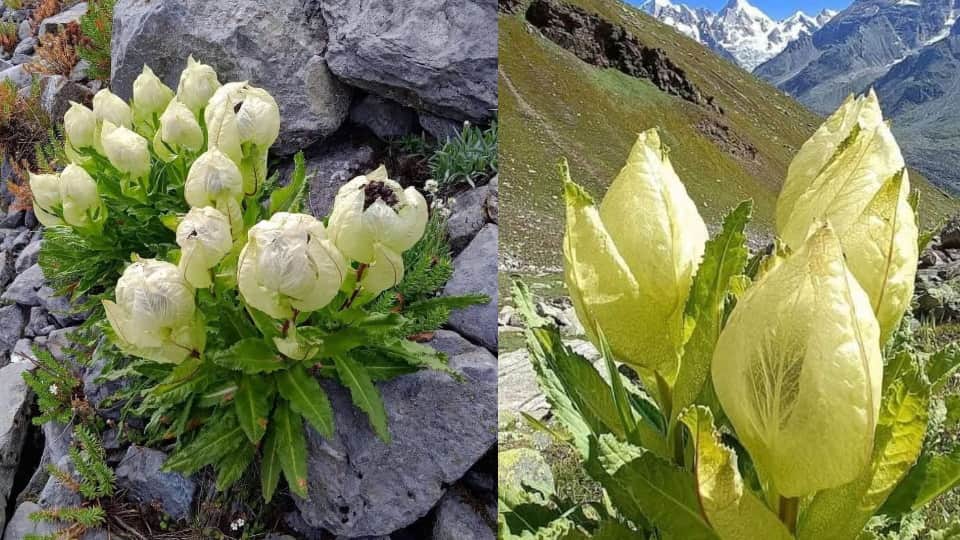 Kedarnath Kedarpuri blooms with Brahma Kamal during Sawan barefoot devotees fetch  flowers to offer to Baba