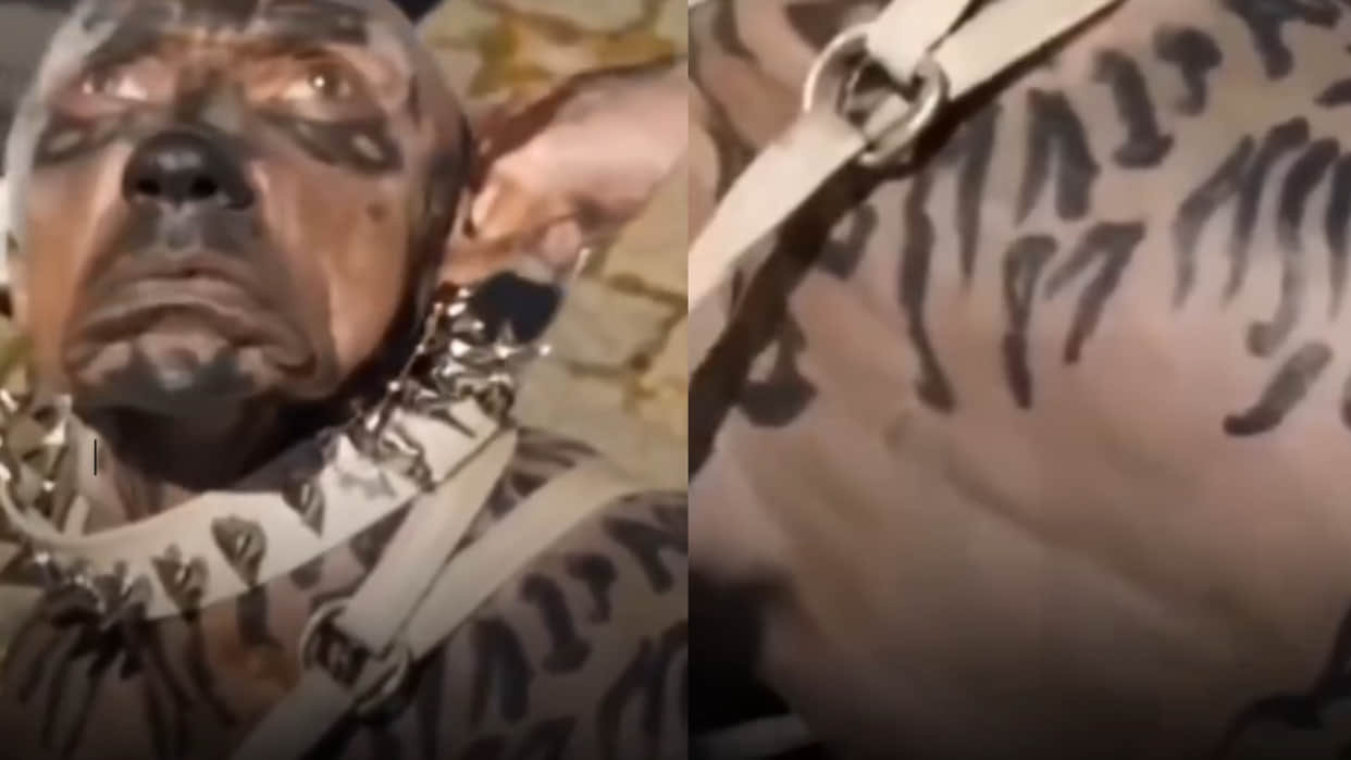 Japanese man spends 12 lakh to become dog transformation look goes viral on social media