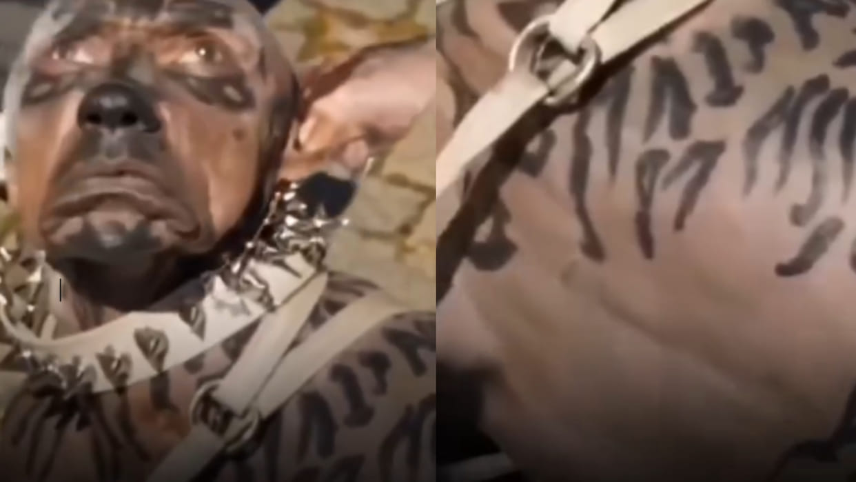 Japanese man spends 12 lakh to become dog transformation look goes viral on social media