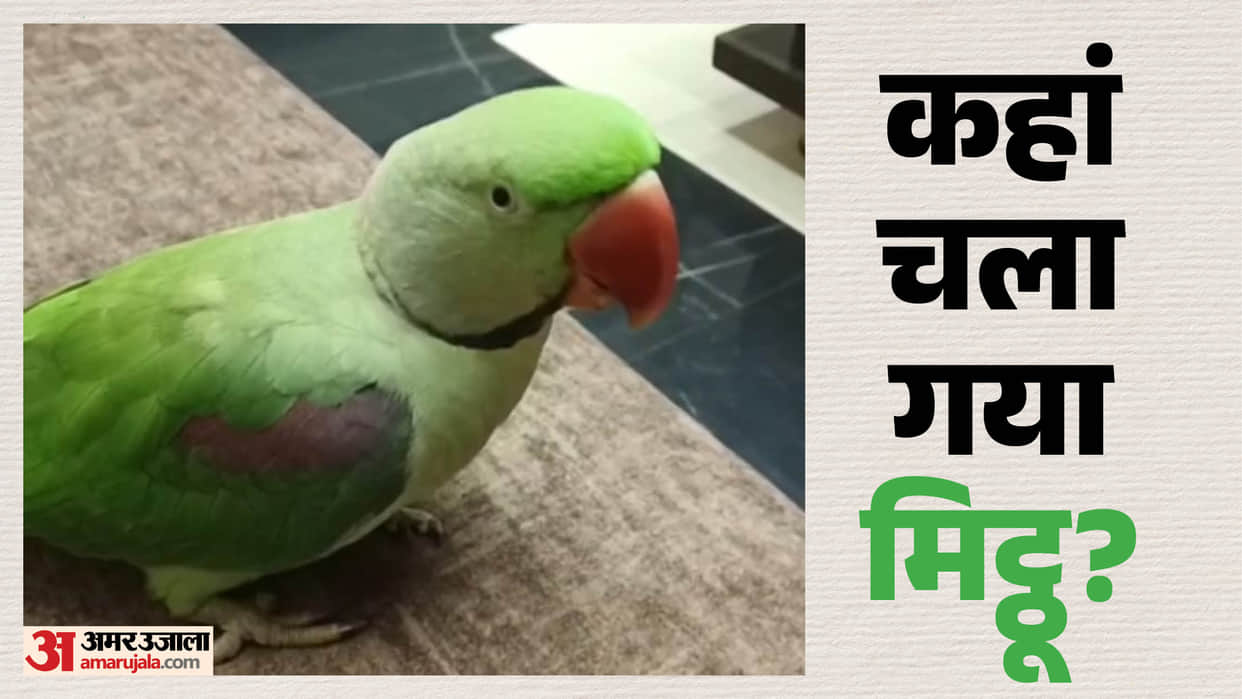 mp ten thousand reward offered for missing pet Parrot Gopi in shahdol