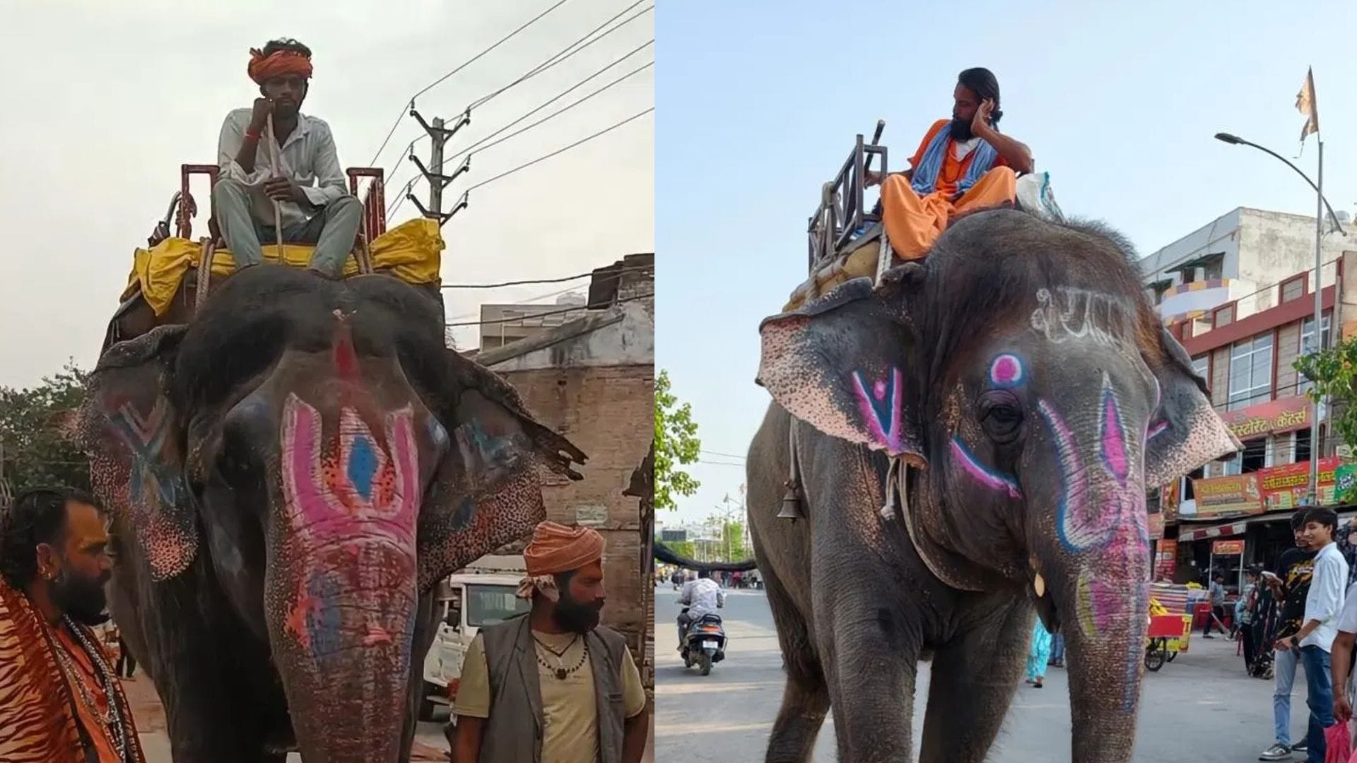 सोमा और श्यामू हाथी