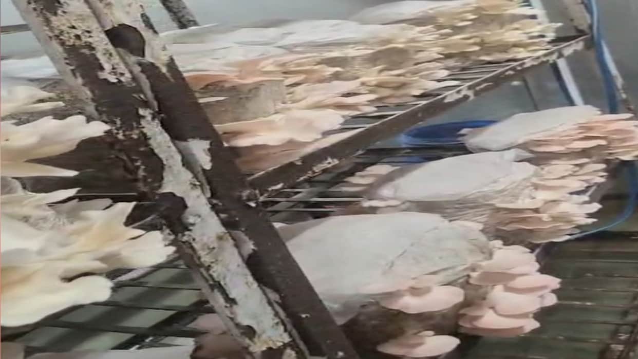 Dhingri Mushroom Pink species will be ready in eight days, production will also increase.