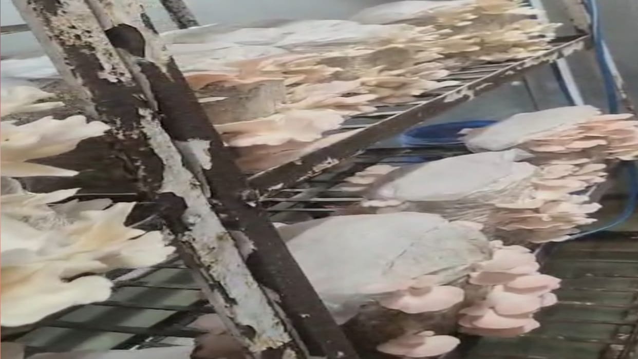 Dhingri Mushroom Pink species will be ready in eight days, production will also increase.