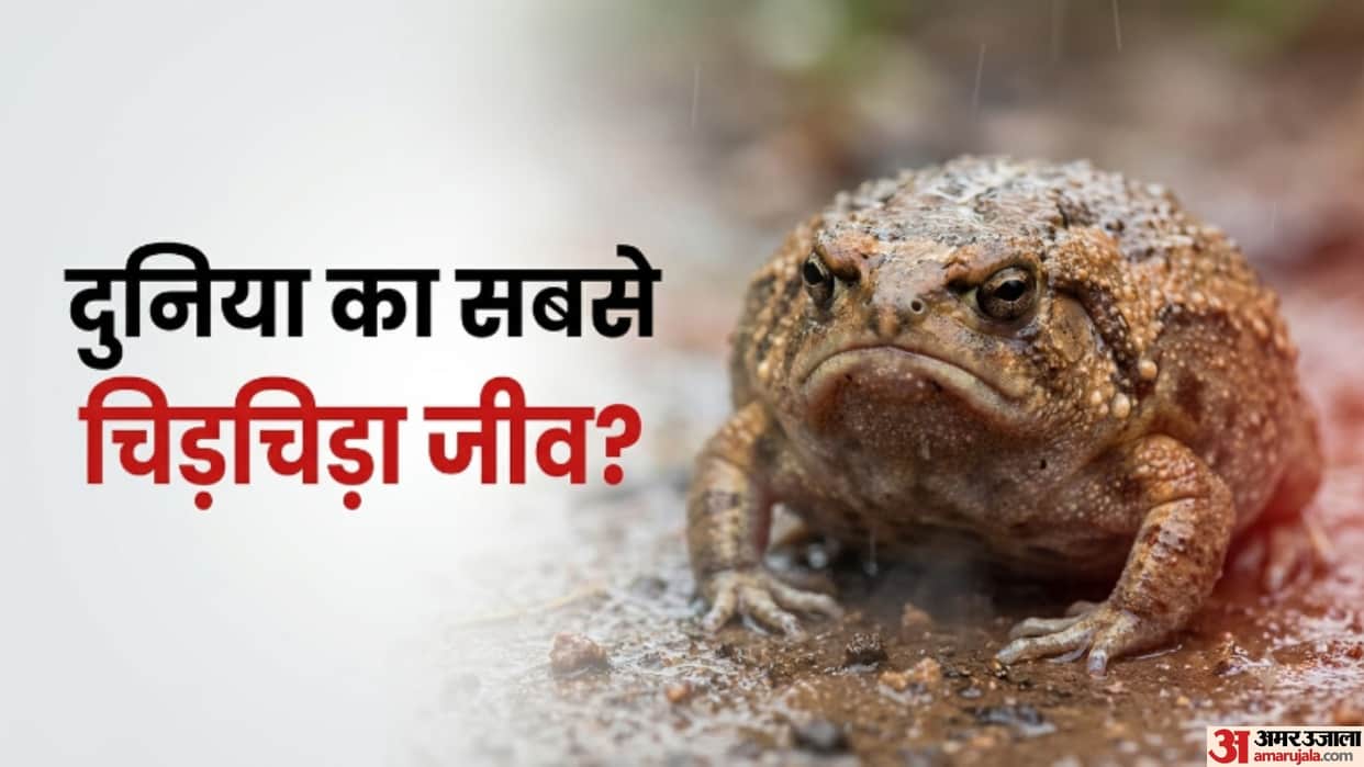 Meet the Grumpy-Looking Rain Frog That Inflates Like a Football When Threatened