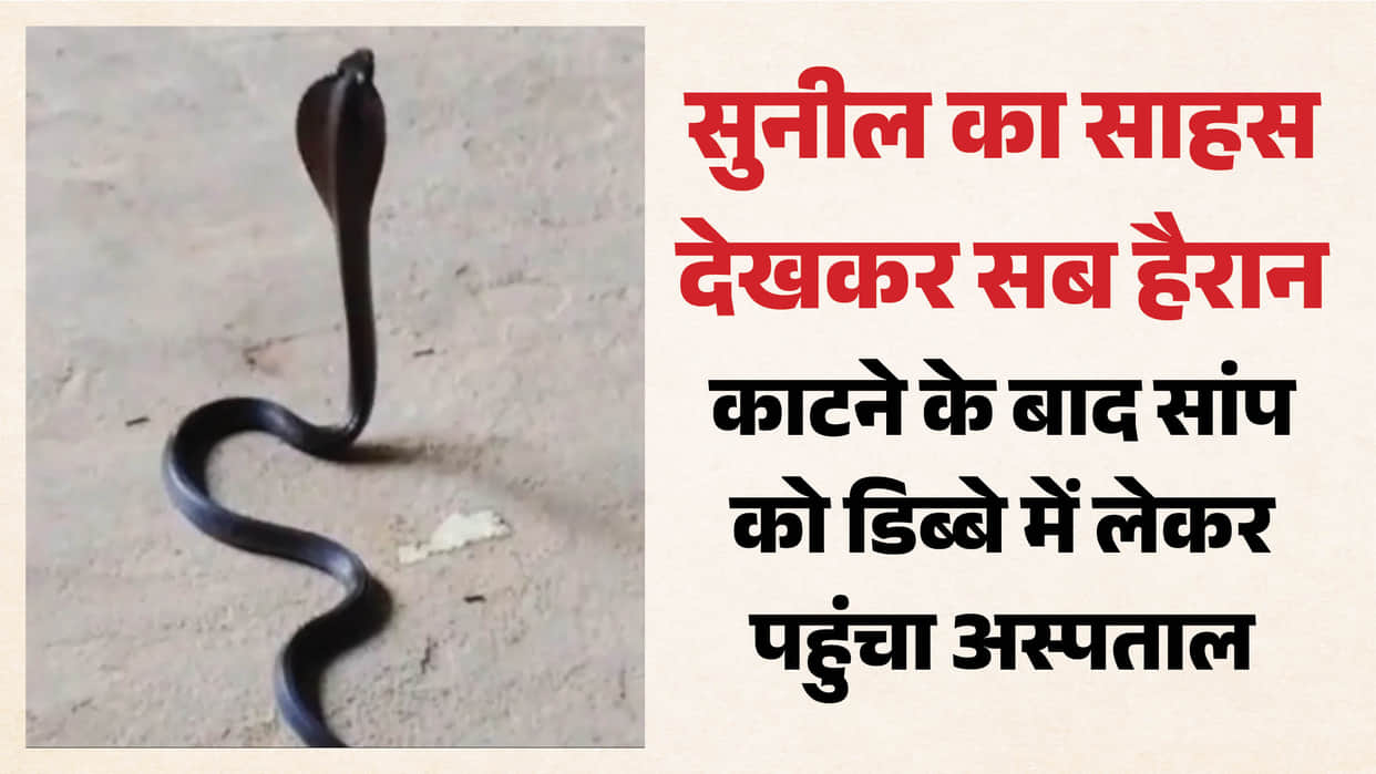 Cobra bites sleeping youth then he traps snake in a box and rushes to hospital