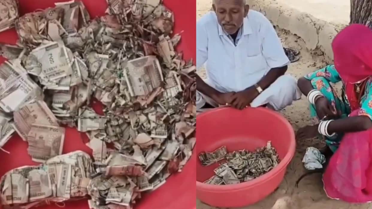 Rajasthan Farmer Buries five Lakh in Field and Forgets Location Finds Termite-Eaten Cash Months Later