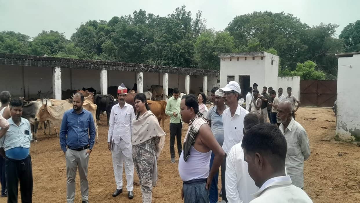 15 cattle died and many fell ill across two cowsheds in Budaun
