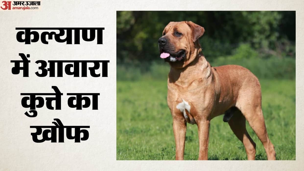 Stray dog Bites over 125 people in seven hours in  in Kalyan condition of several children critical