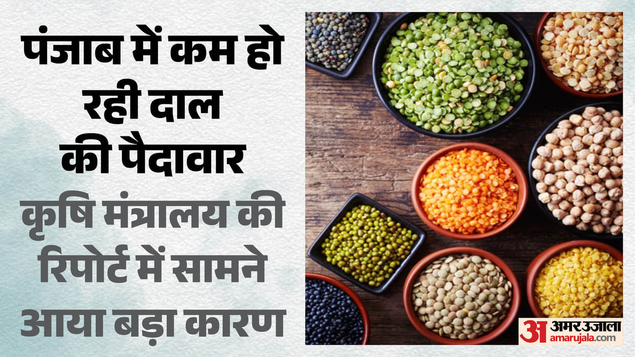 Punjab farmers disillusioned with pulses production shrinks to just 32,000 tonnes