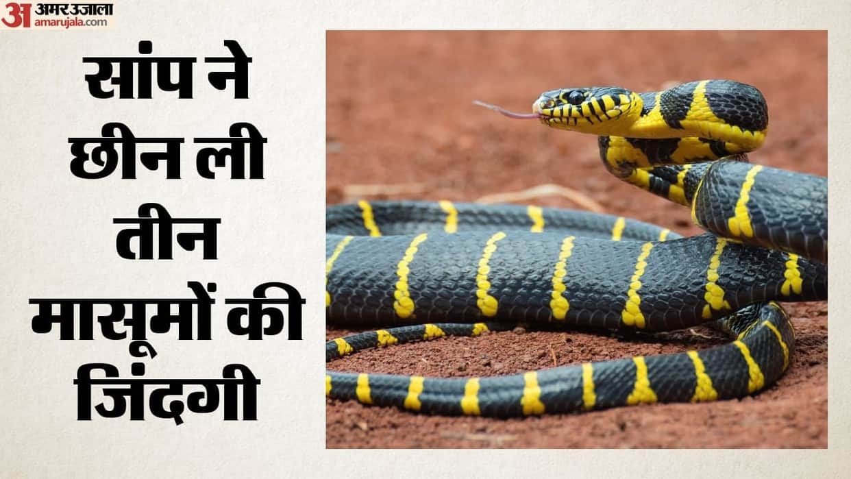 Six tribal girls bitten by snakes in Maharashtra Gadchiroli three dead Collector orders inquiry