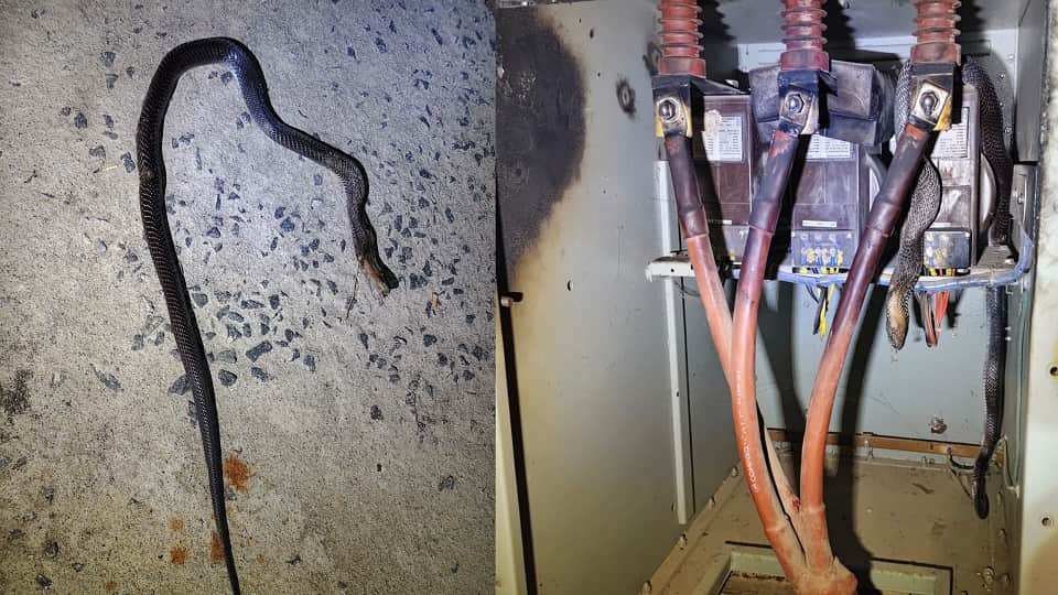 snake entered power substation in Mainpuri caused power outage across several villages