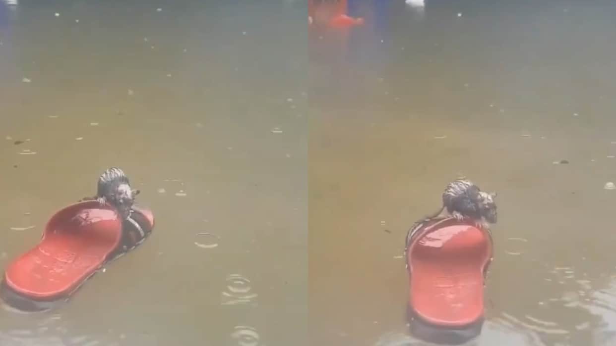 Rat Uses Floating Slipper as a Boat Amid Heavy Rain Viral Video Leaves Internet Amazed