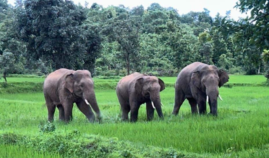 GPM News: Elephant Herd Enters Girls’ Hostel, Breaks Boundary Wall; 58 Students Escape Unhurt
