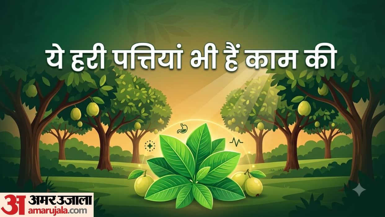 Health Benefits of Guava Leaves what are the health benefits of chewing guava leaves