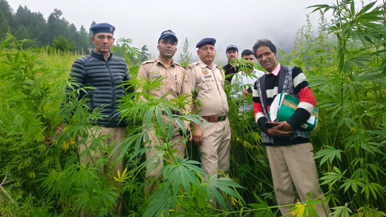mandi chhalwar illegal cannabis cultivation 3 11 lakh plants destroyed