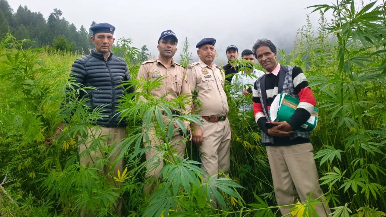 औट के छलवार में अवैध भांग की खेती के खिलाफ कार्रवाई के दौरान पुलिस टीम।