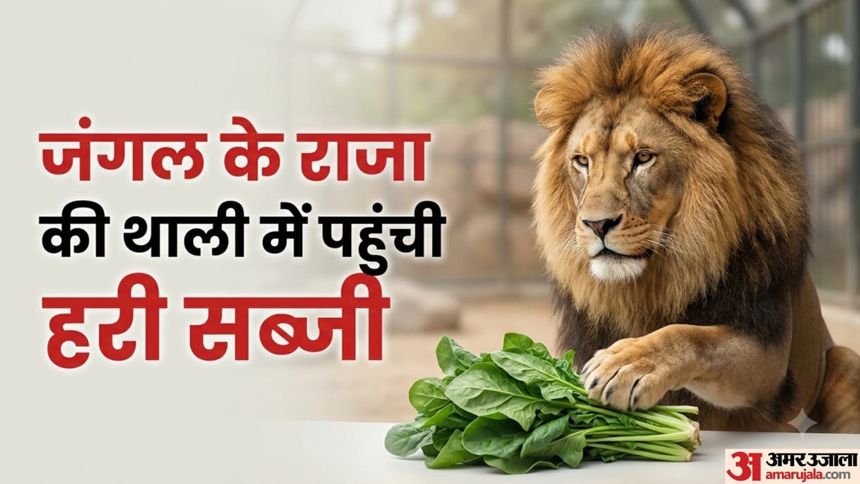 Lion Hilarious Reaction to Green Vegetable Goes Viral Internet Can’t Stop Laughing