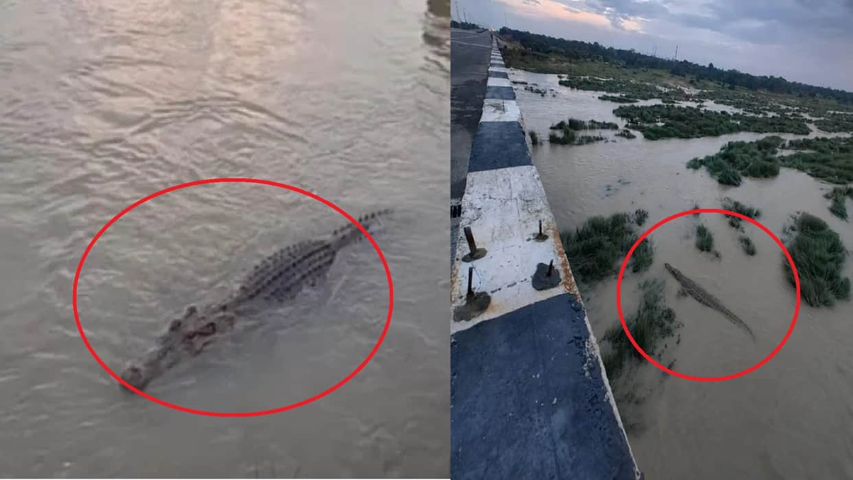 Crocodiles spotted again in Tarda and Kudarmal Anicuts, villagers panicked; Forest Department increased survei