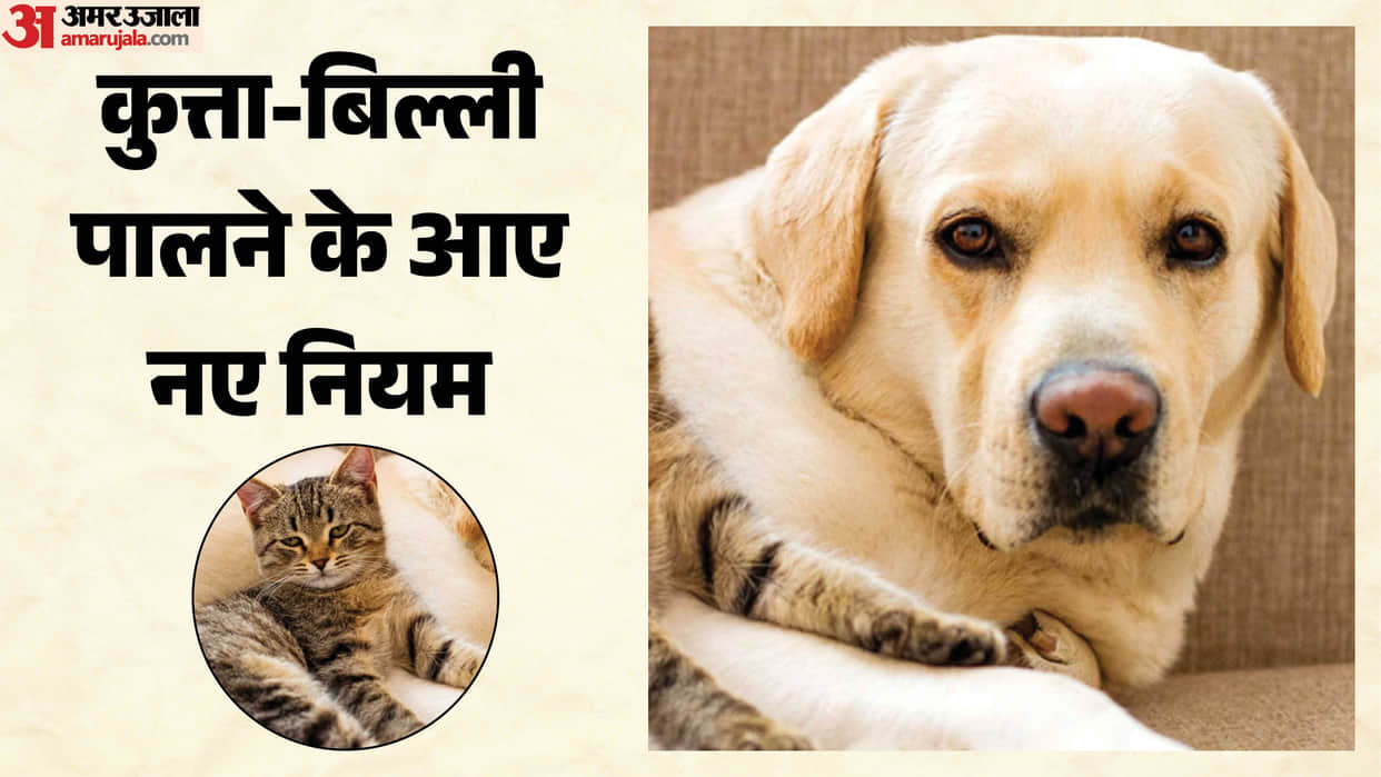 UP: No more keeping dogs and cats arbitrarily; a maximum of only four can be kept at home—read the new order.