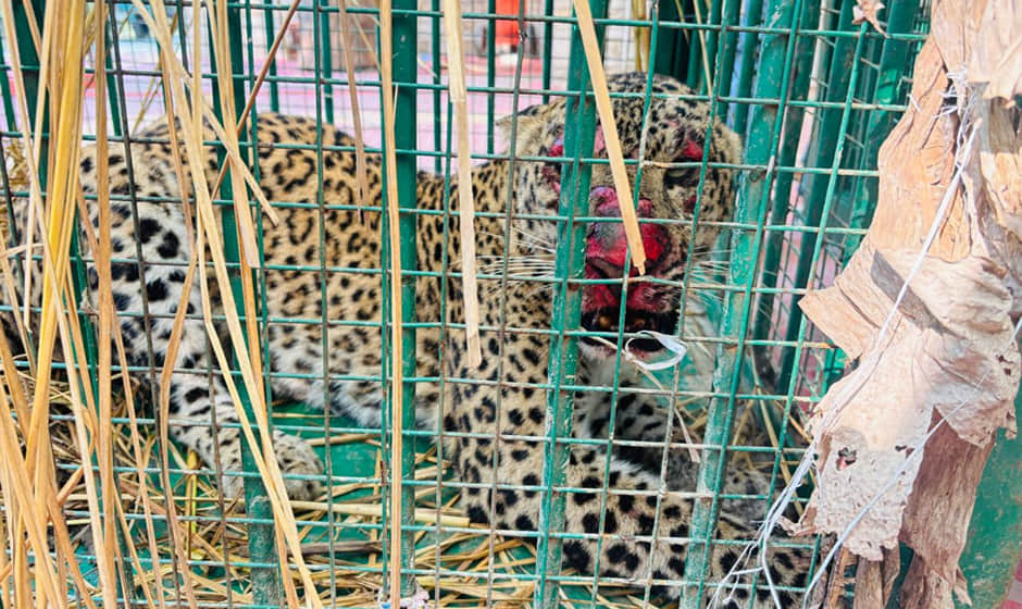 Kanpur: Two leopards that attacked humans have been brought to Kanpur Zoo following a rescue operation