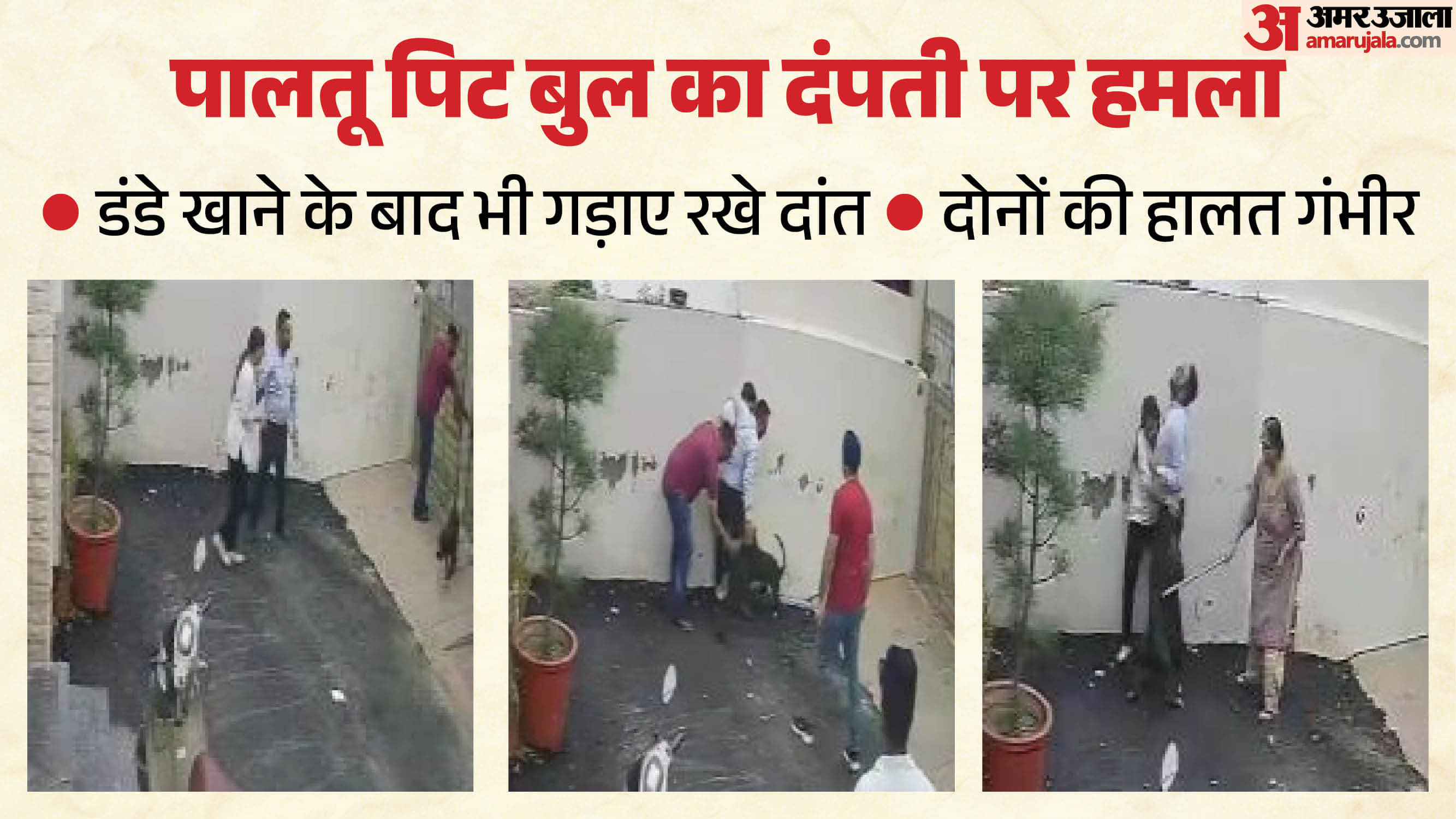 पटियाला में पति-पत्नी पर पिट बुल का हमला