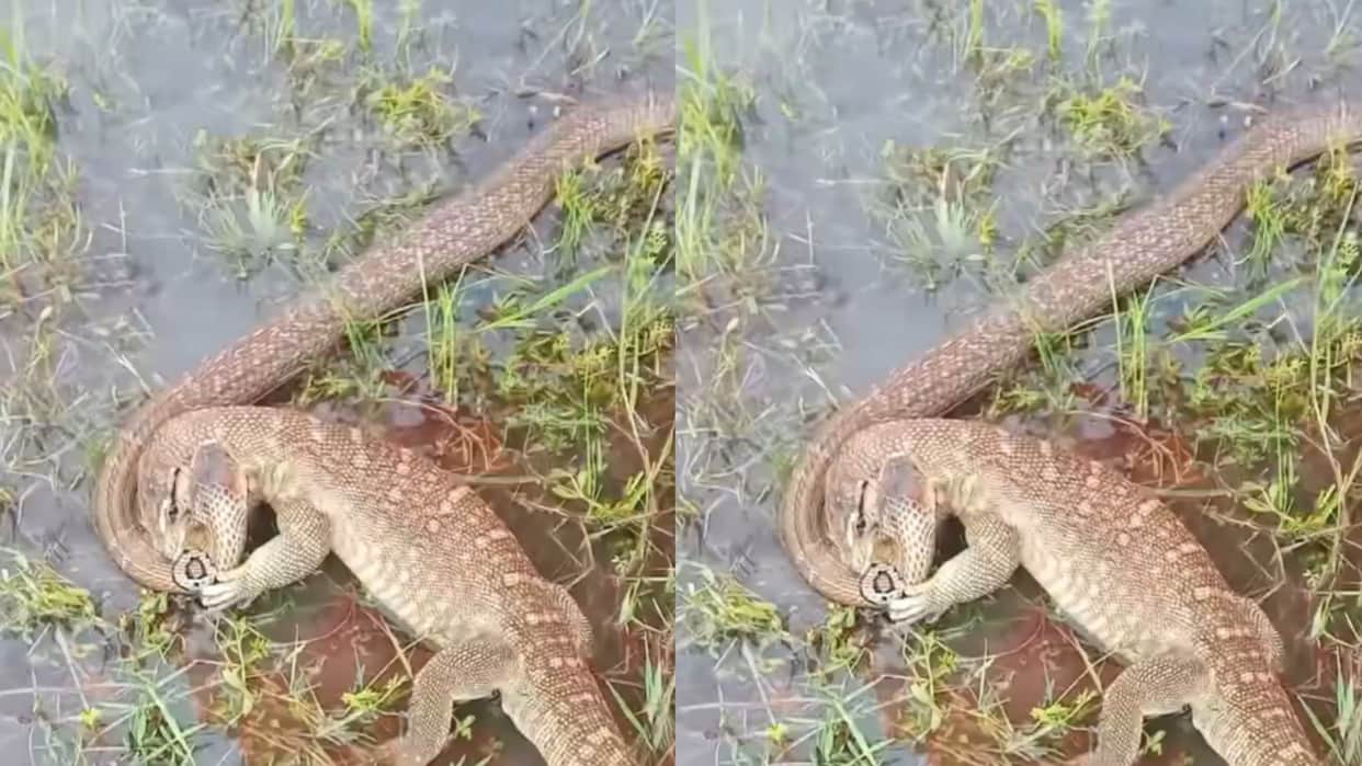Saanp Aur Chipkali Ki Ladai Monitor Lizard Dominates Snake Catches Him In Mouth Fight Video Goes Viral