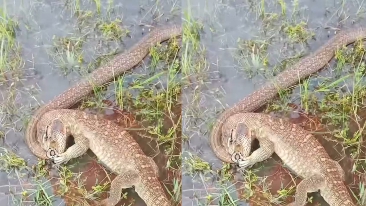 Saanp Aur Chipkali Ki Ladai Monitor Lizard Dominates Snake Catches Him In Mouth Fight Video Goes Viral