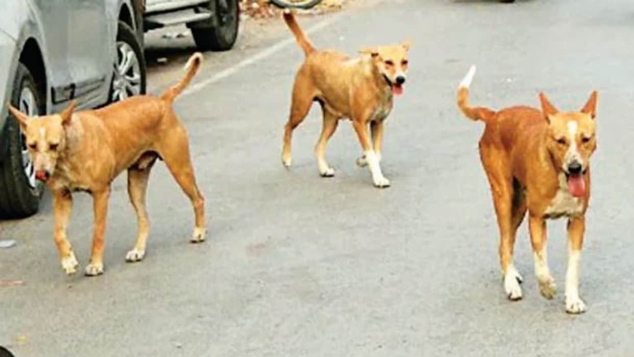 Stray dogs injured three people by biting them in Indira Market Bareilly