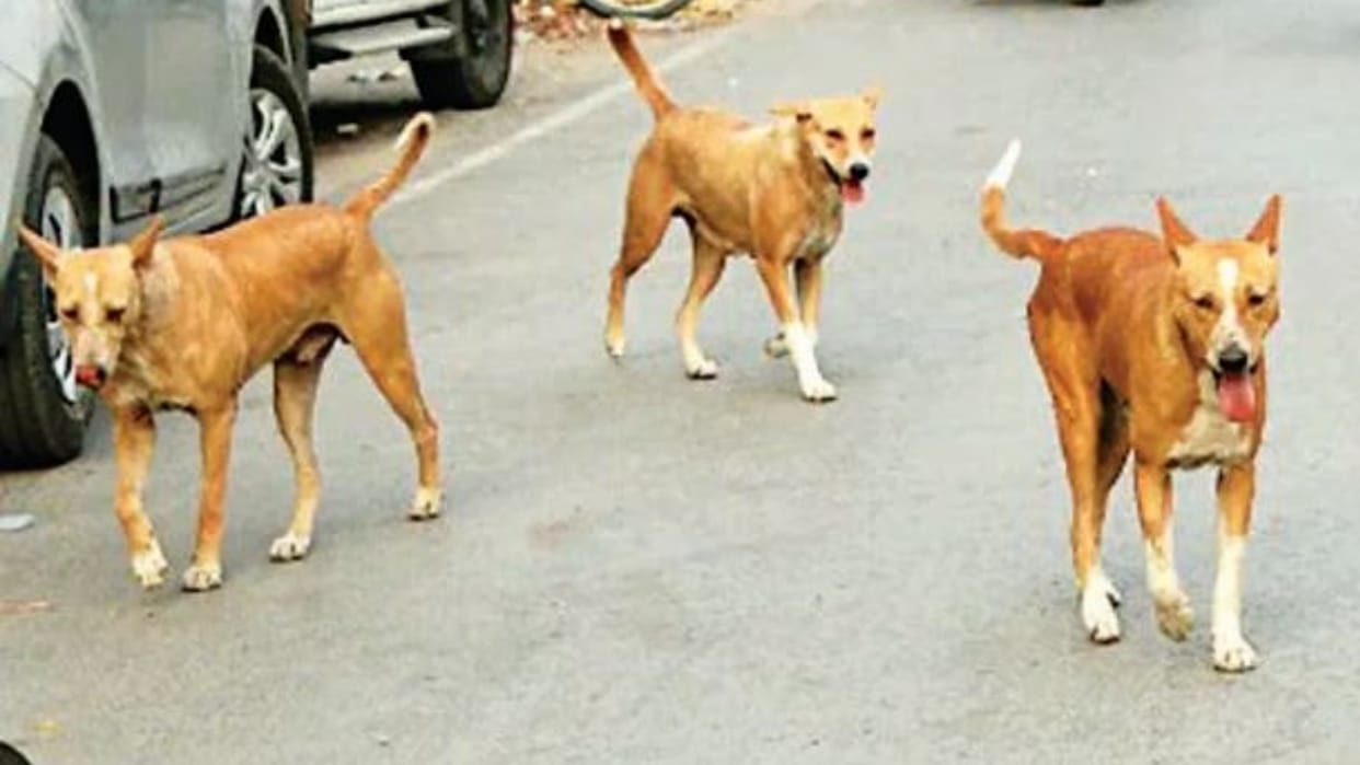Stray dogs injured three people by biting them in Indira Market Bareilly