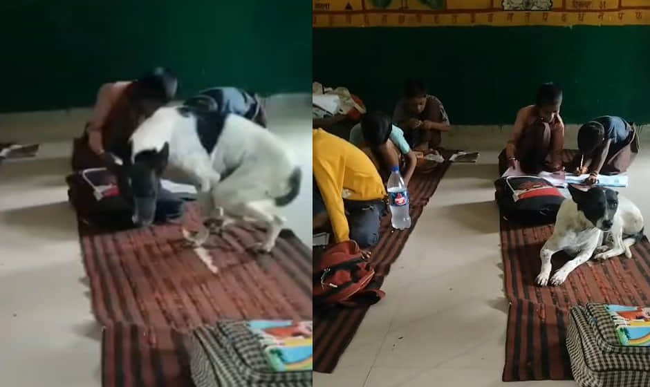 Stray dogs sitting and eating with children at a primary school