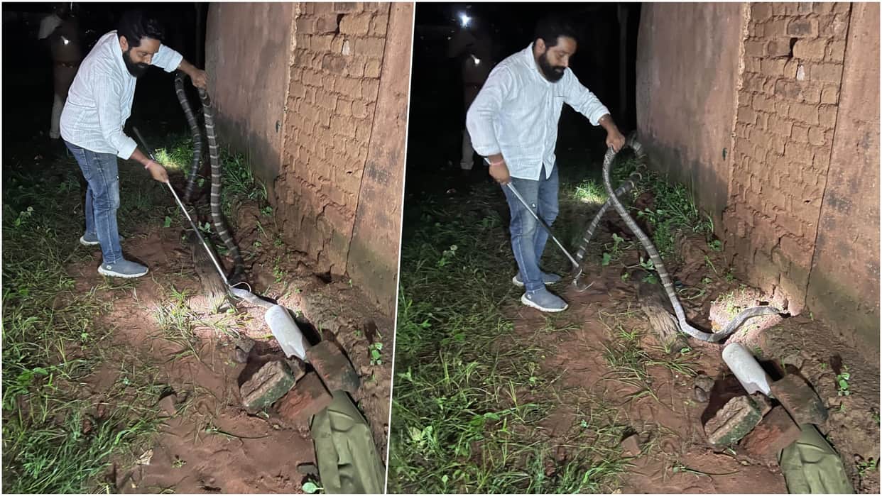 Korba: 10-Foot King Cobra Found Coiled in Roof Tiles, Rescued Under Torchlight and Released Into Forest