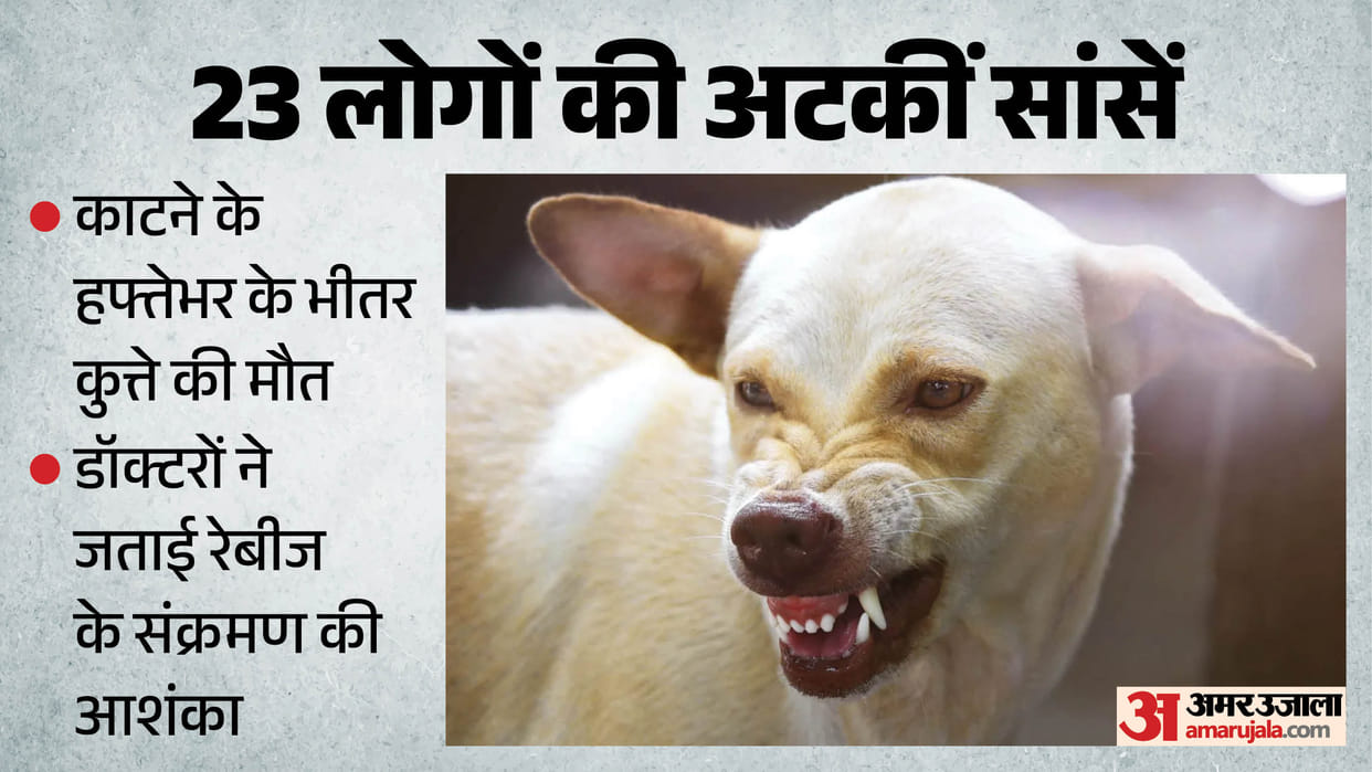 UP: मृत पड़ा मिला 23 लोगों को काट चुका कुत्ता, इनमें से तीन पुलिसकर्मी भी, संक्रमण के खतरे से सहमे पीड़ित Dog that had bitten 23 people found dead