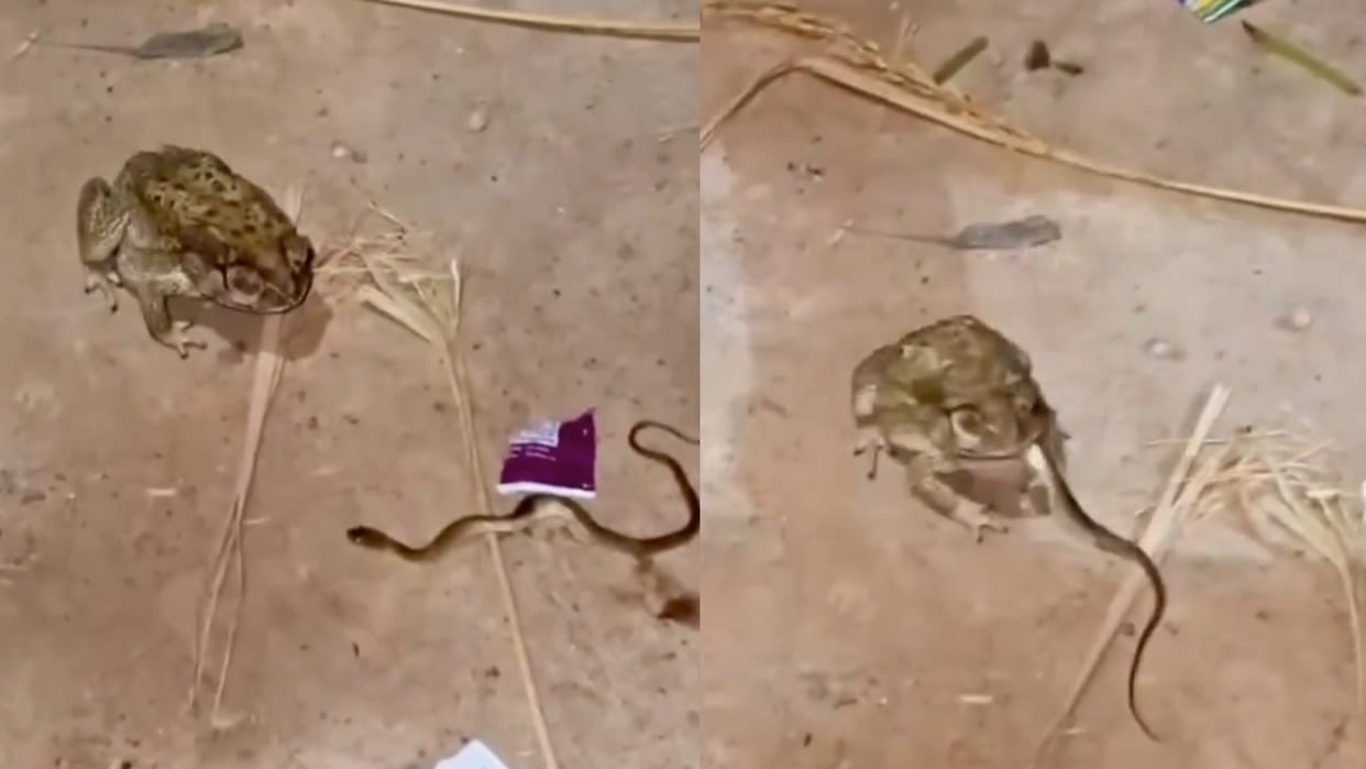 frog swallowed the live snake shocking video viral on internet Saanp Mendhak ka Video