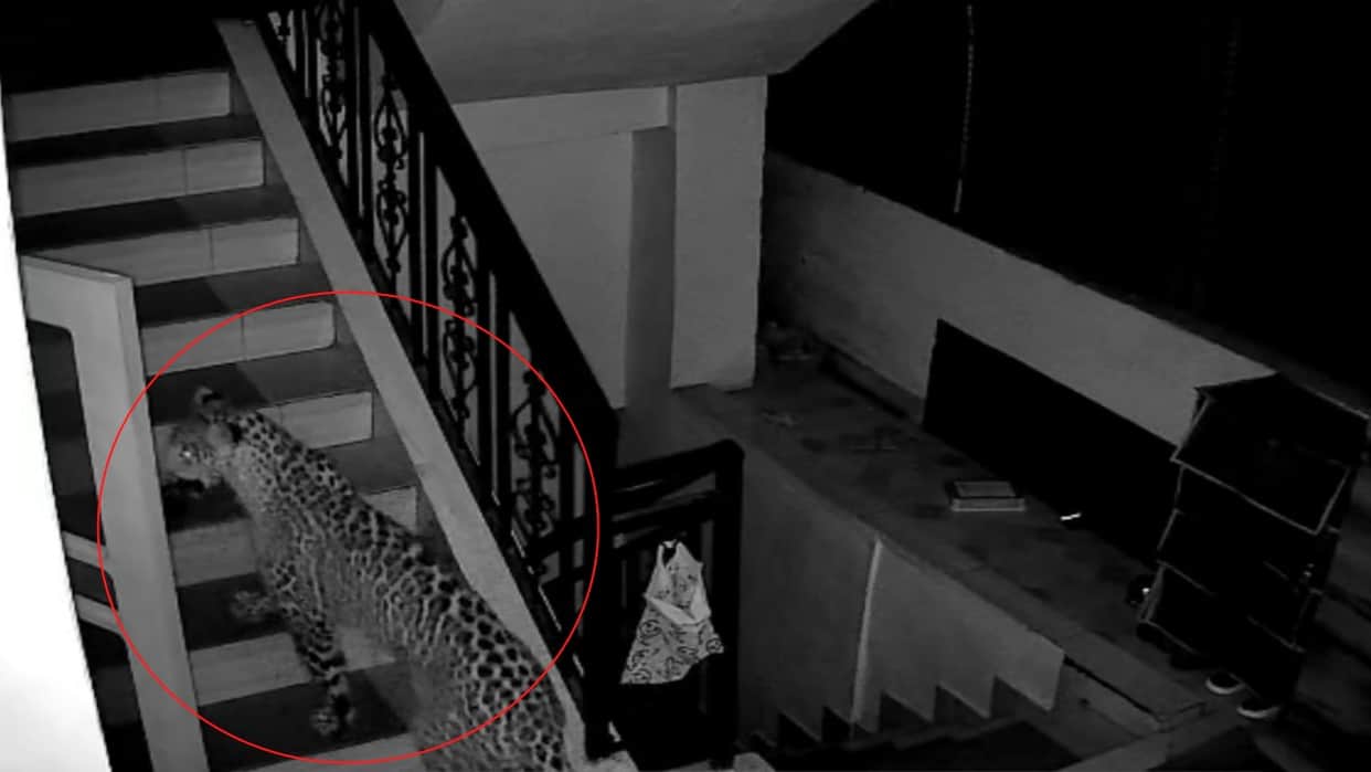 Leopard entered the house three times in one night, preyed on two puppies, see video