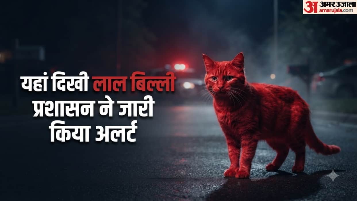 Mysterious Red Cat Seen Roaming Around Texas City administration issued red alert